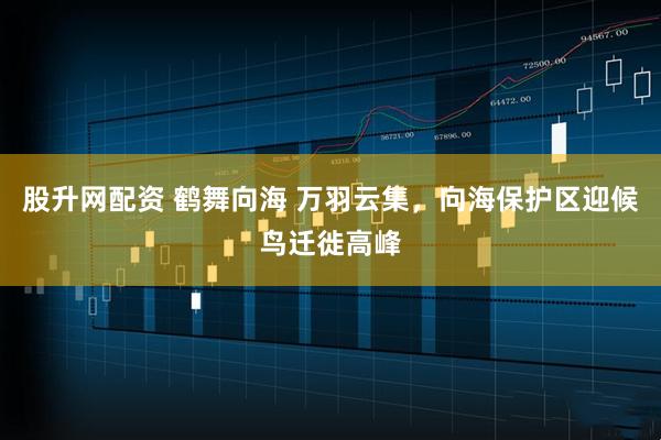 股升网配资 鹤舞向海 万羽云集,向海保护区迎候鸟迁徙高峰